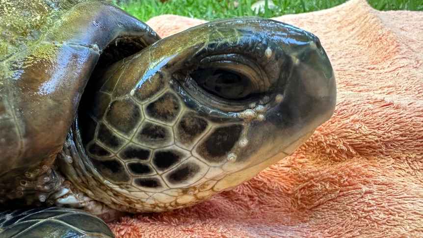A close-up of a sea turtle's face on a pink towel.