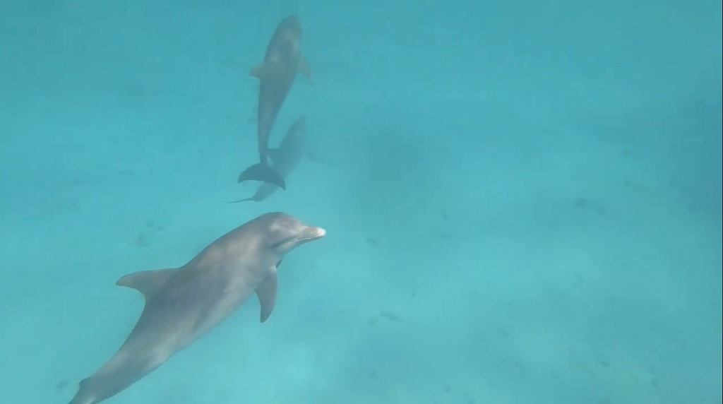 Screengrab of bottlenose dolphins in Sint Maarten