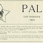 Pal the Dog in Bobbed Hair (1925)