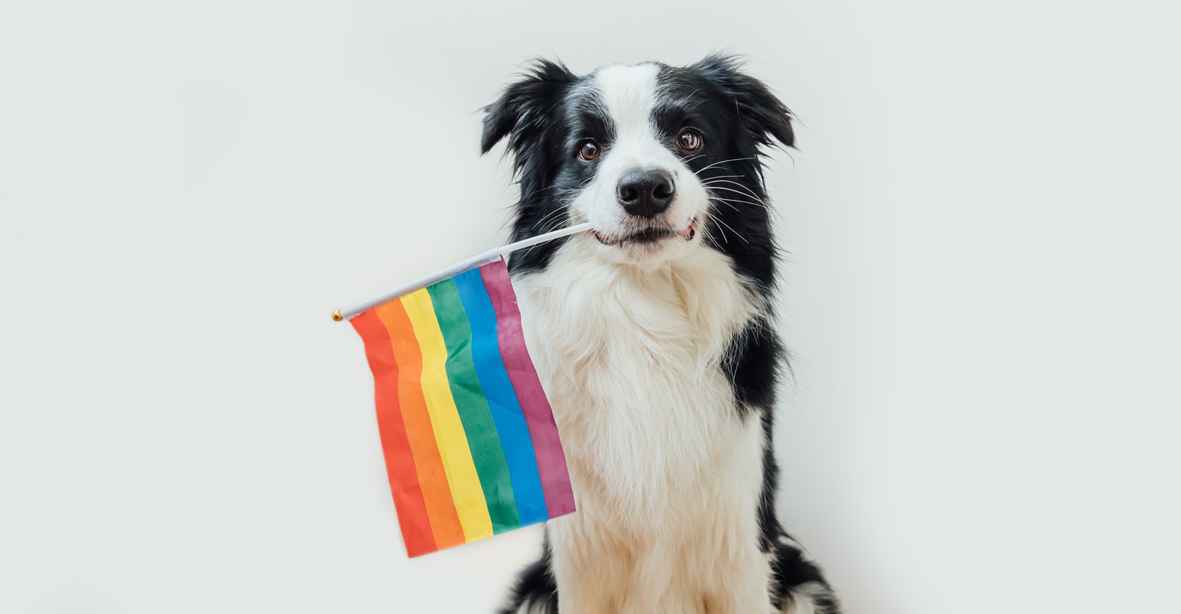 Dog with pride flag in mouth