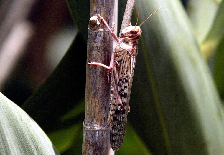 Image: FILE PHOTO: A desert locust feeds on crops in Laghouat