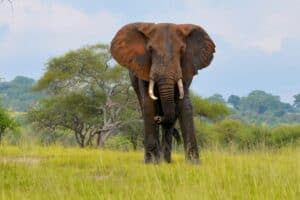 80-year-old American tourist killed by elephant in Zambian game park