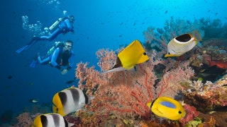 Great Barrier Reef Queensland Australia