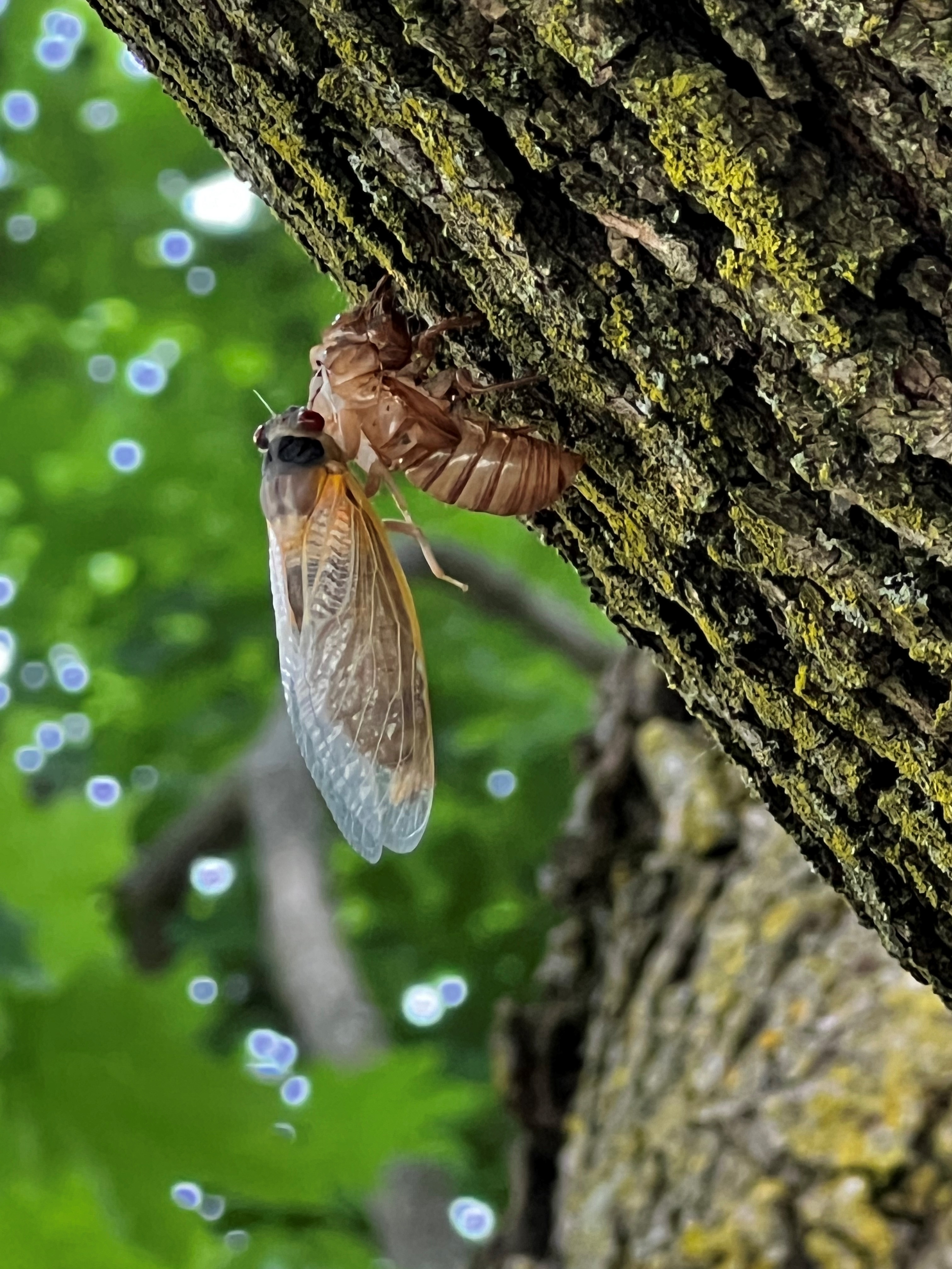 Not seeing any cicadas? See map of which suburbs have highest, lowest sightings