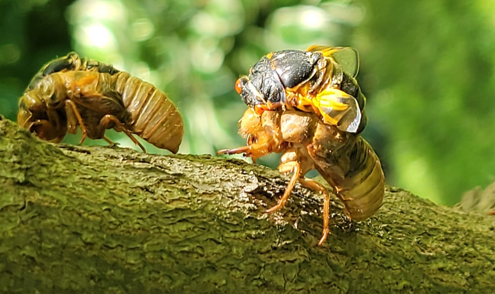 How long will cicadas last in Illinois? What to expect with 2024 emergence