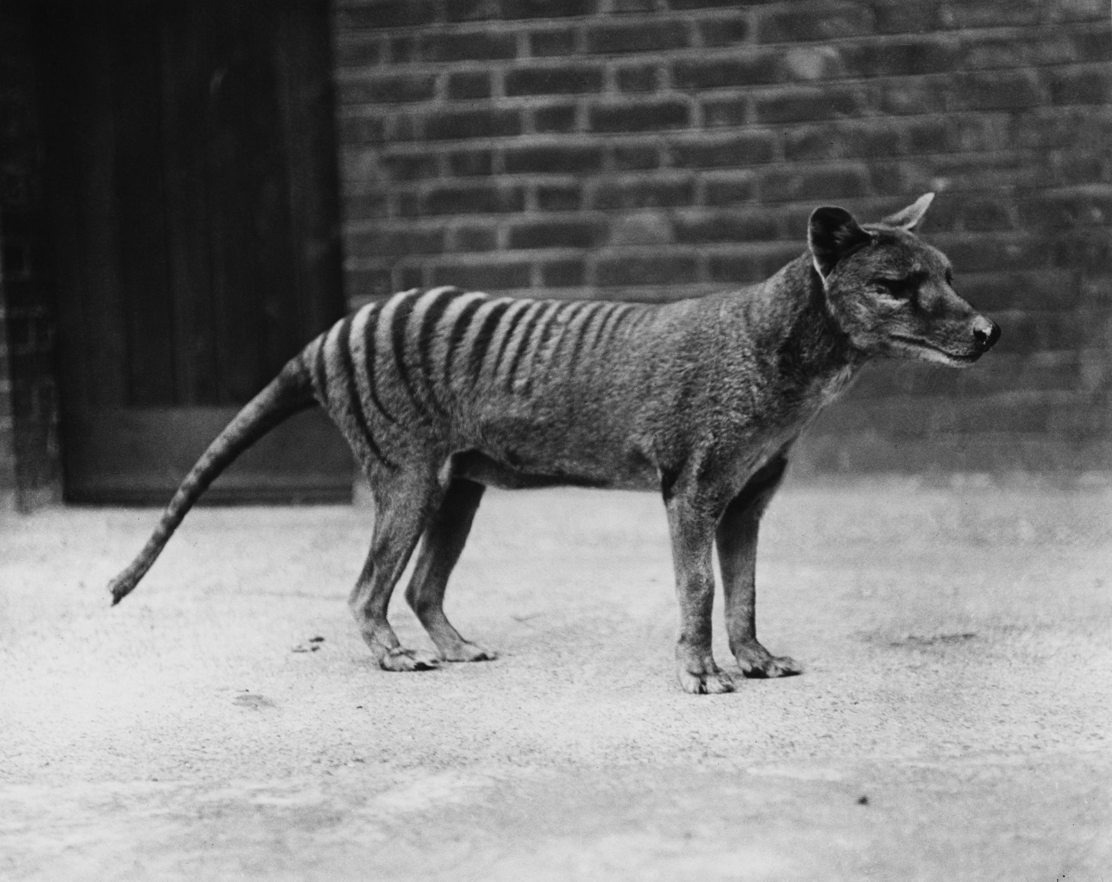 A Tasmanian tiger or thylacine in captivity circa 1930.