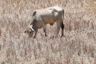 In this photo taken on May 7, 2024, a cow grazes in a parched rice field at a village in Laoag City, north of Manila. 