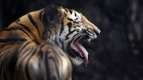 Man-eaters be gone: Nepal’s creative solution to dealing with its big cat problem