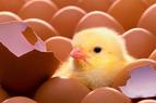 Турция поставила в РФ первую партию яиц в количестве 316,8 тыс. штук