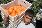 В Турции опасаются полной остановки производства цитрусовых из-за "болезни позеленения"