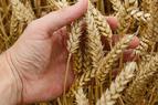 Почти 33 млн тонн сельхозпродукции вывезено в 45 стран за зерновую сделку