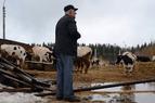 Россия депортировала турецкого фермера из Сыктывкара