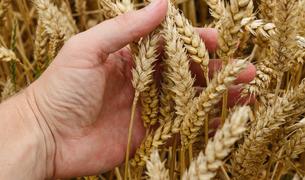 Эксперты: Урожайность зерна в Турции оказалась под угрозой из-за засухи