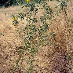 Plant form: Carthamus lanatus. ~ By Joseph DiTomaso. ~ Copyright © 2024 CC BY-NC 3.0. ~  ~ Bugwood - www.bugwood.org/
