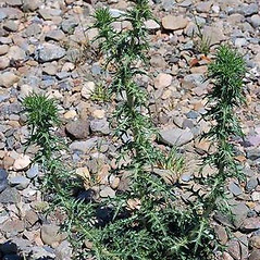 Plant form: Carthamus lanatus. ~ By Joseph DiTomaso. ~ Copyright © 2024 CC BY-NC 3.0. ~  ~ Bugwood - www.bugwood.org/
