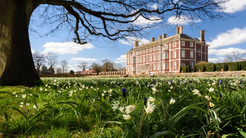 White tulips and purple muscari are peeking through the green grass underneath the spreading bare branches of an old, gnarly tree with the grand red brick Ham House in the background