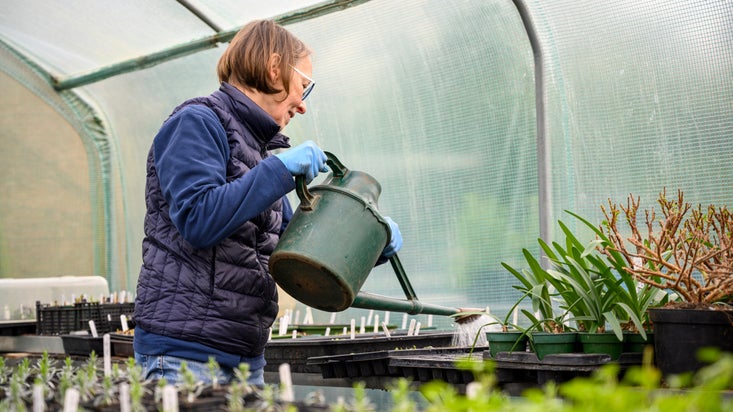 Propagation volunteer watering seedlings in the polytunnel at Ham House and Garden, London