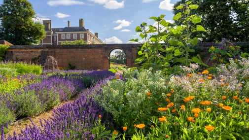 The walled kitchen garden, with an arched doorway, with lavender and marigolds in flower