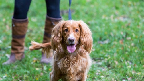 A happy spaniel walking with its owner on the grass at at Clumber Park, Nottinghamshire