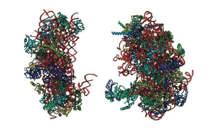 HPE – cryo-em structure of plasmodium falciparum 80S ribosome