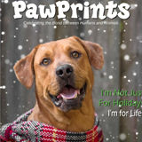 The "PawPrints Magazine" user's logo