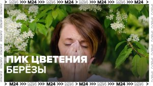 Пик цветения берёзы — Москва24|Контент