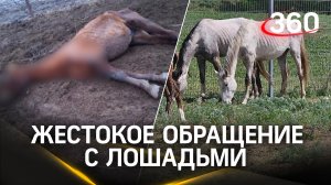 Десятки смертей - уголовное дело о жестоком обращении с лошадьми завели в Ставропольском крае