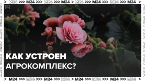 Как выращивают зелень? — Москва24|Контент