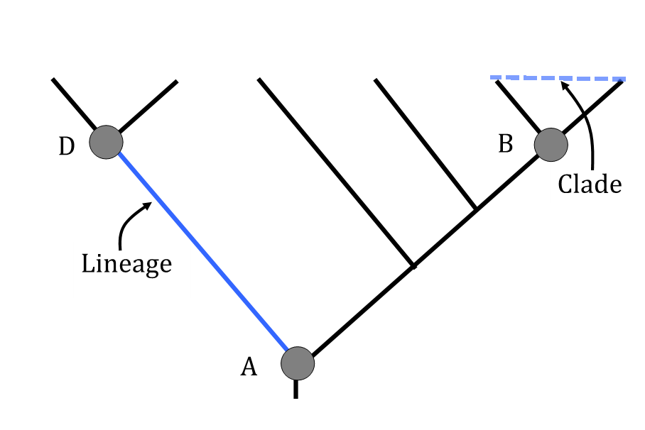 Figure 1: The distinction between clades and lineages. A clade is a synchronic, monophyletic set of lineage-representatives, where monophyly is defined as “all and only descendants of a common ancestor” (represented by B in this case). A lineage is a diachronic ancestor–descendant connection (between A and D in this case): “species” in the de Queiroz sense (redrawn from Mishler 2010).