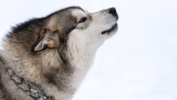 «Щас спою»: 6 разговорчивых пород собак