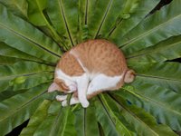 кот в листе