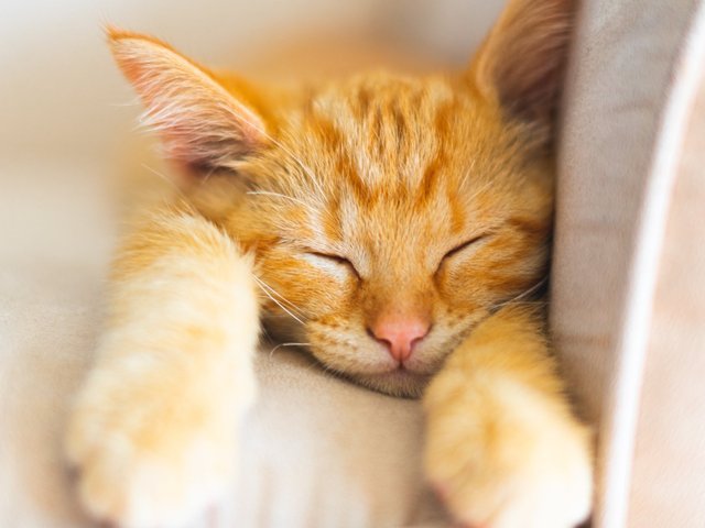 Видят ли кошки сны? Все про сон мурчащих