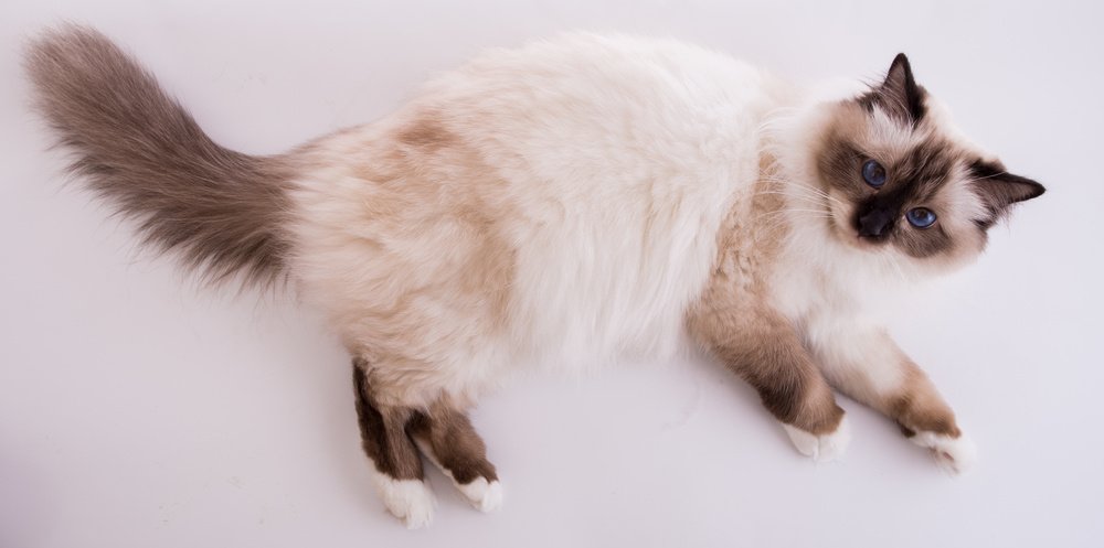 Стандарт породы бурманской кошки