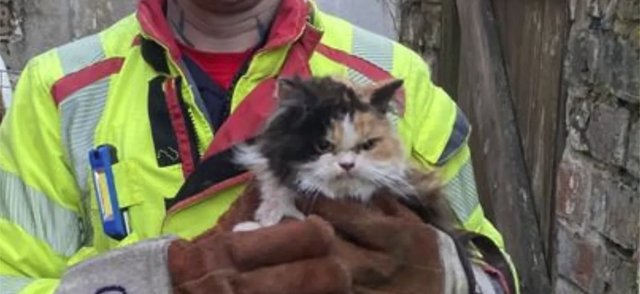 Пожарные спасли застрявшую кошку — ее реакция рассмешила Сеть