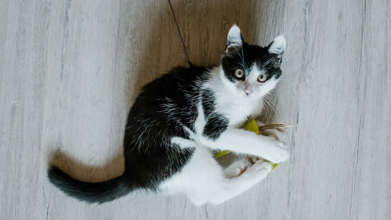 Черно-белый кот с игрушкой