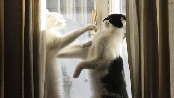 Как кошки играют друг с другом
