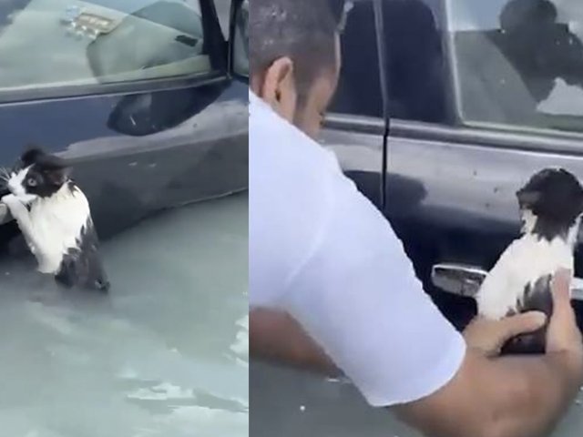 «Цепляющегося» за жизнь кота спасли во время наводнения в Дубае