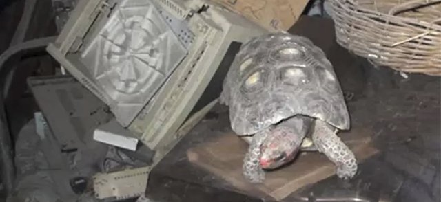 Женщина нашла свою черепаху через 30 лет после ее потери