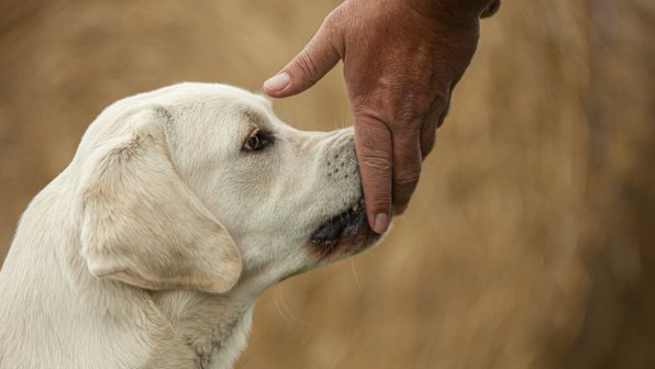 Ложное просвещение: 5 вредных мифов про собак и их воспитание