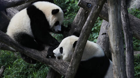 Giant panda cub Bei Bei (L) plays with his mother Mei Xiang (R) at the Smithsonian National Zoological Park in Washington in 2016. 