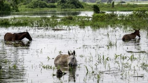 Des terres agricoles inondées par la rivière Cauca après la rupture d'une digue de sable dans la région de La Mojana en Colombie le 6 mai 2024.