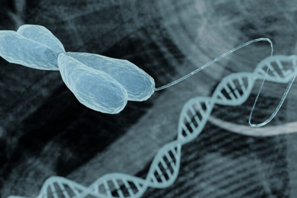 ‘Jumping genes’ help stabilize DNA folding patterns