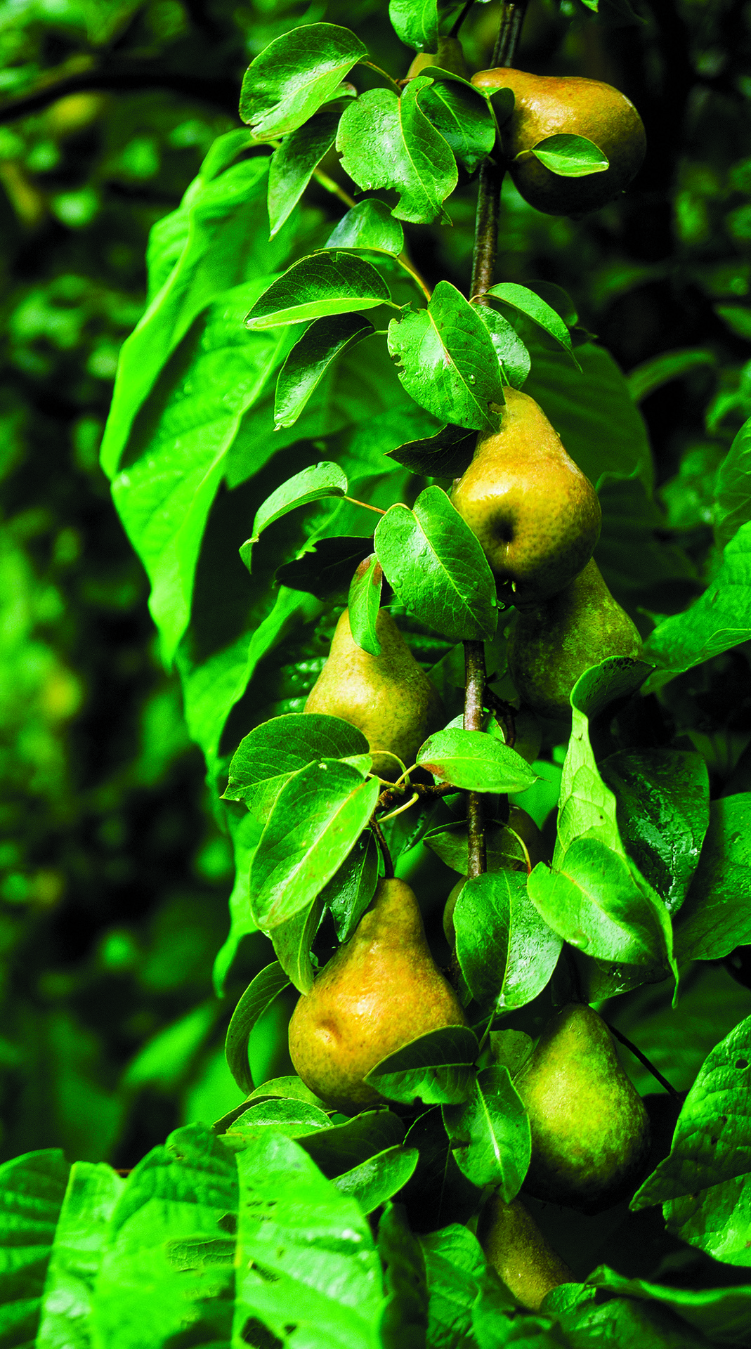 From the Certified Organic project. Pears are one of the only fruits that must be picked unripe and are allowed to ripen off the tree.