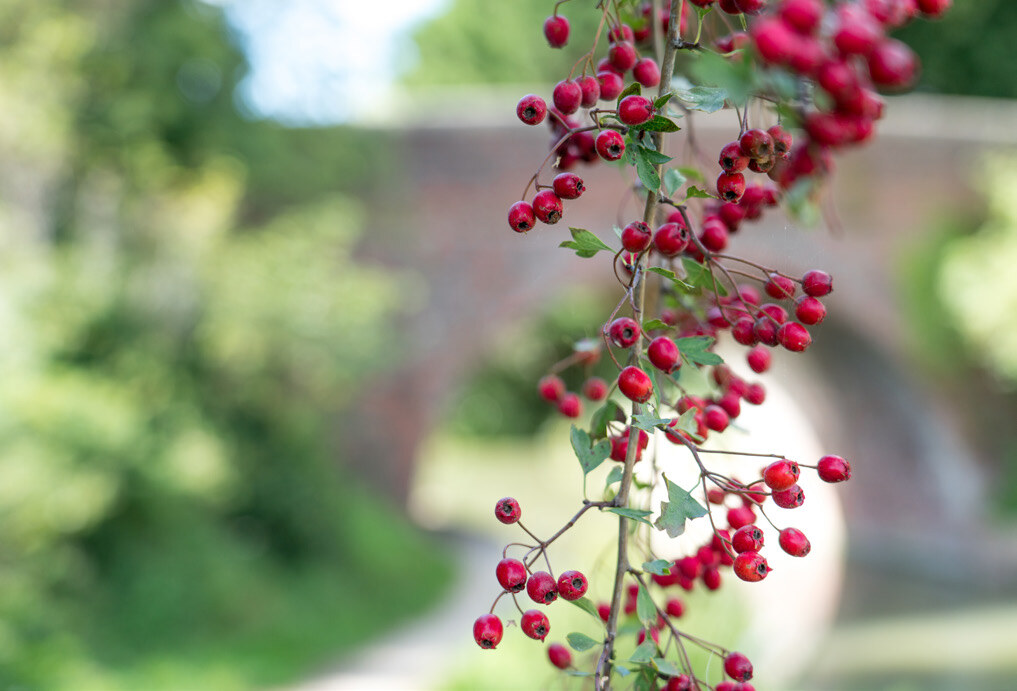 autumn berries on the Bradford on Avon Canal