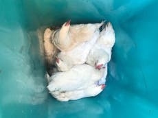 Live chickens found dumped in wheelie bins in summer heat