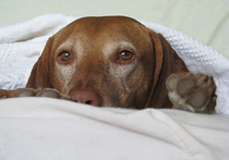 Собака в хозяйской постели: «за» и «против»