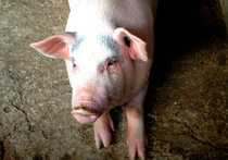 Китайские трансплантологии заявили, что в минувшем сентябре ими была проведена операция по пересадке искусственно выращенной биоинженерами роговицы свиньи человеку