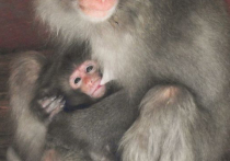В столичном зоосаде чествуют молодую маму-макаку: обезьяна по имени Черешенка впервые окунулась в родительские хлопоты