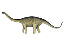 Группа исследователей из Австралии пришла к выводу, что динозавры вида Rhoetosaurus brownei, одни из крупнейших сухопутных животных в истории планеты, всю жизнь ходили, опираясь на кончики пальцев конечностей — то есть, в некотором смысле, «на цыпочках»