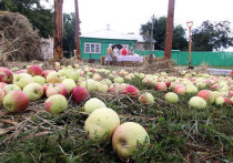С яблоками в России все происходит как с первым снегом: урожай фруктов всегда становится полной неожиданностью